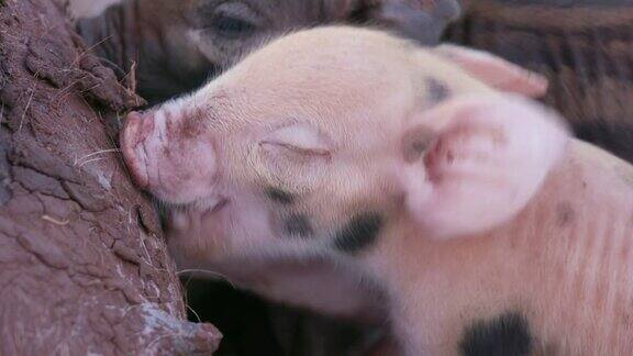 近距离观看可爱可爱的自由放养仔猪吮吸从他们的母亲
