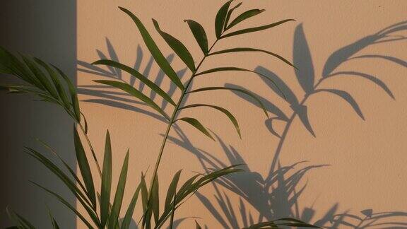 黄昏时棕榈树的叶子随风飘动吹在黄色的墙面上
