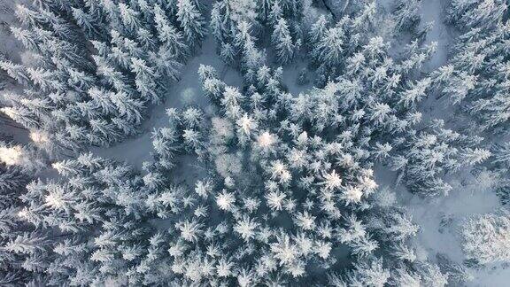 在寒冷的冬天以旋转的方式在大森林上空飞翔