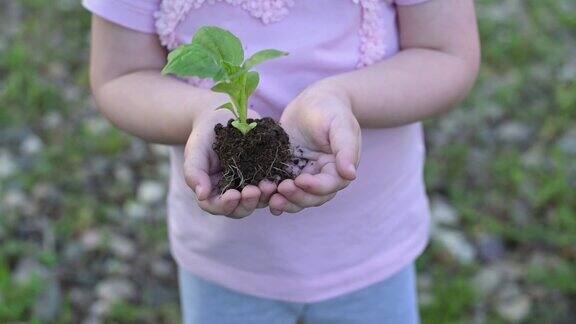 在小孩手中发芽一个新生命的诞生一株小植物