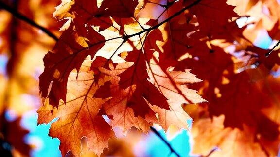 秋天的橡树叶在风中摇曳