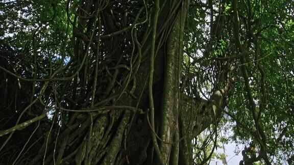森林里有一棵高大的绿色榕树摄像机抬头看着王冠