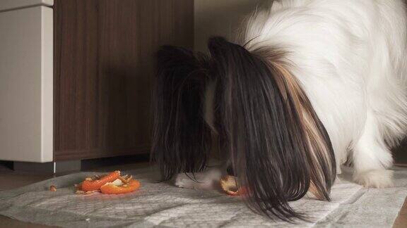 狗蝴蝶吃橘子的胃口视频