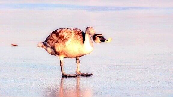 冬天结冰的湖面上的小天鹅