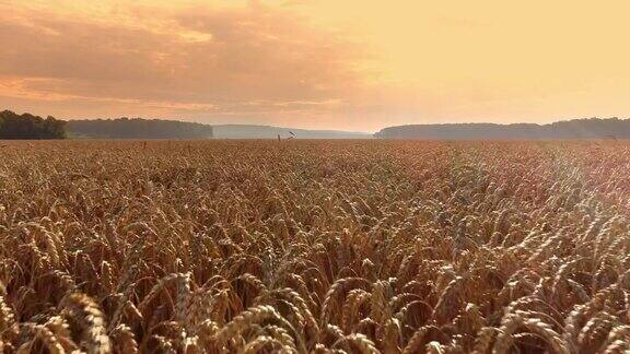 无人机视点辽阔田园诗般的金色小麦作物