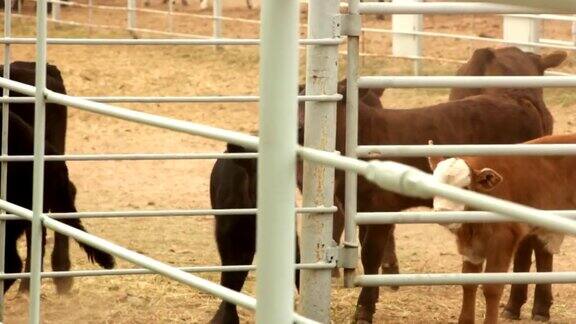 小牛在围栏高清30P