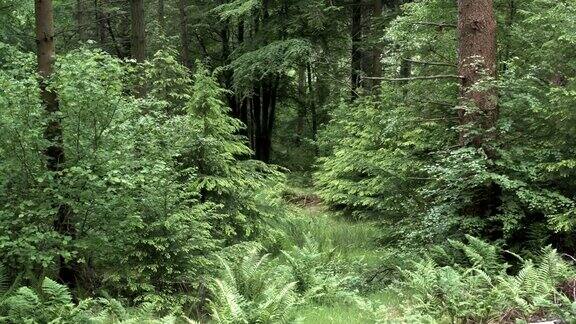 这是一架无人机飞进苏格兰森林一片茂密的树叶中拍摄的画面
