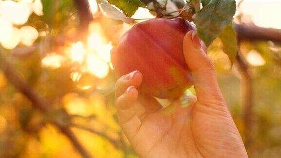 夏娃摘苹果