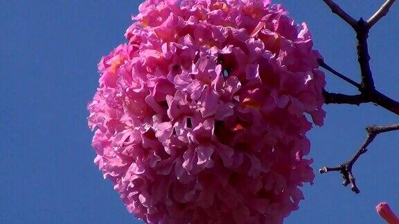 粉红色的喇叭树的花随风摇曳