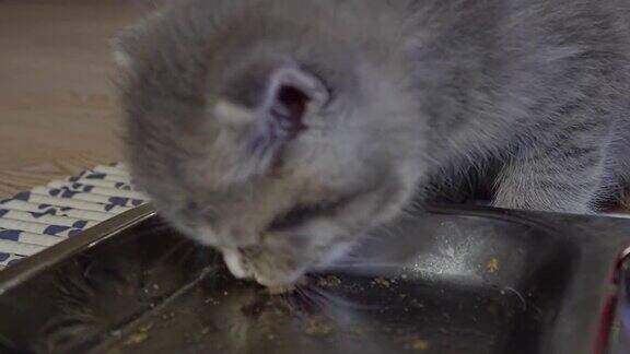 一只苏格兰小猫在吃金属碗里的食物