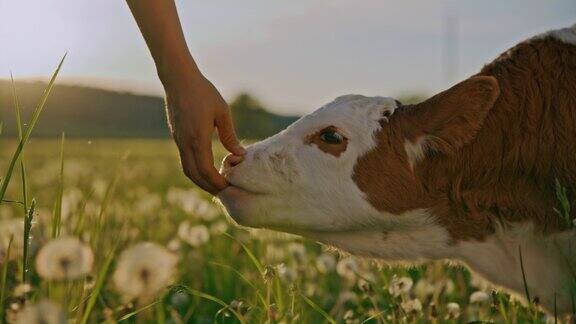 日落时分一只小牛犊在草地上舔着农夫的手