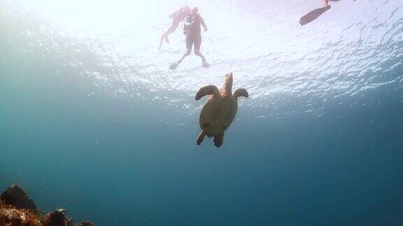 绿海龟和潜水员一起游向水面