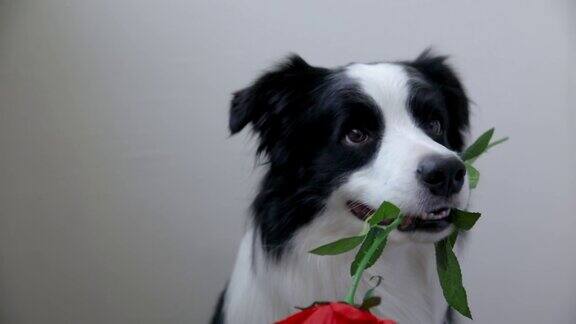 情人节有趣的肖像可爱的小狗边境牧羊犬持有红玫瑰花在嘴孤立在白色的背景可爱的小狗在情人节送礼物