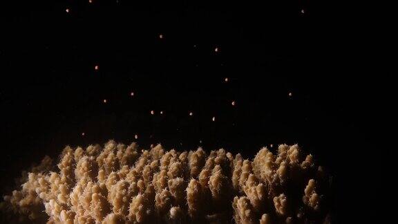 珊瑚礁产卵特写:细肩孔虫释放卵-精束