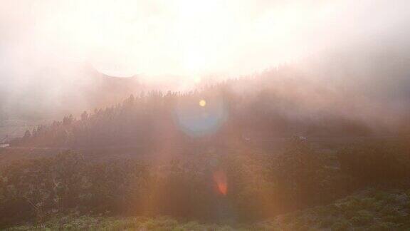 黄色雾蒙蒙的日出在山上风景如画松树林和山的剪影