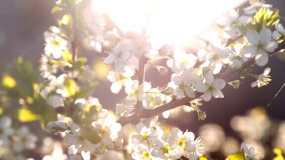 春天的背景是一棵开花的树