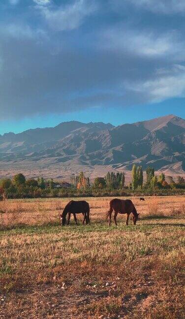 令人难以置信的景观在山脚下的田野上有马