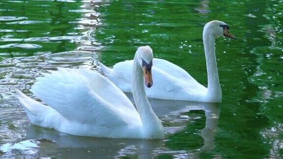 一对白天鹅在水里游着天鹅在池塘里游着慢镜头