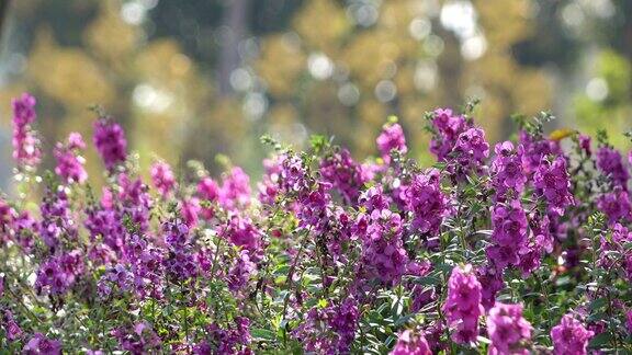 4k美丽的紫花盛开