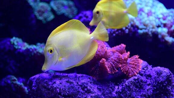 近距离拍摄在海洋珊瑚礁水族馆里非常漂亮的海葵宏观自然动物和海洋生物的4k视频