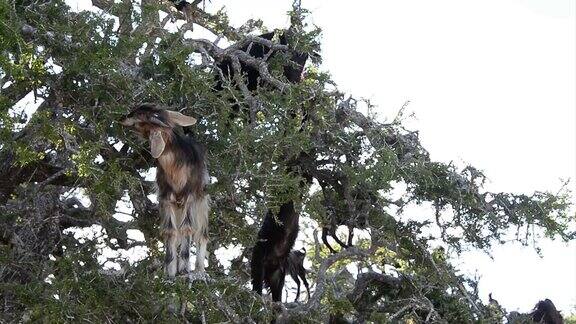 一群山羊在阿甘树上吃阿甘坚果