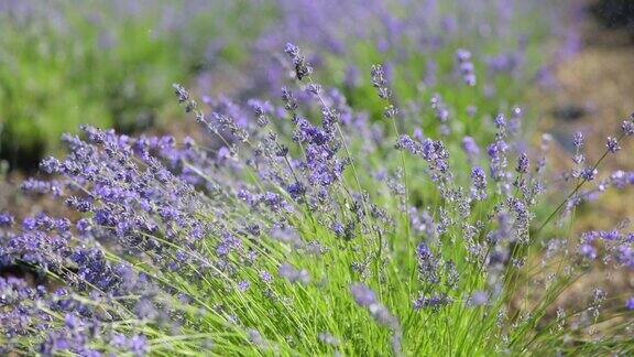 盛开的紫罗兰芬芳的薰衣草花在雨滴的田野上