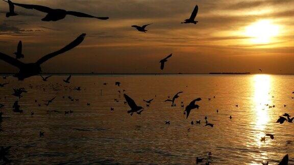 日落时分一群鸟儿在飞翔