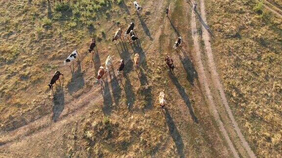 鸟瞰一群奶牛在乌克兰农村的村庄里吃草