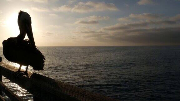 美国加州海岸码头上的野生褐鹈鹕Pelecanus大鸟大比尔喙日落