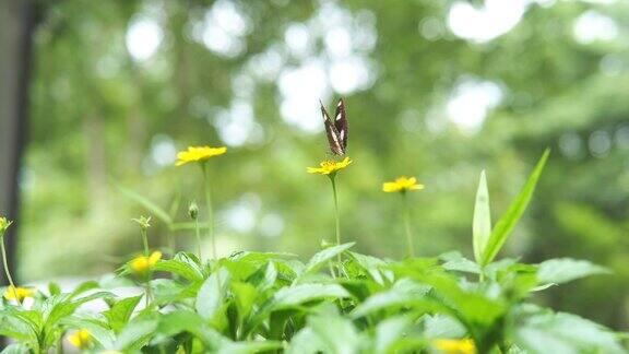 一个彩色蝴蝶在花园里的一朵花上的特写