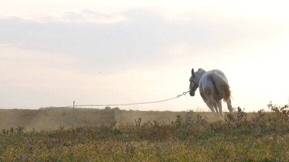 牧场上拴着的白马马在草地上和奔跑中吃草