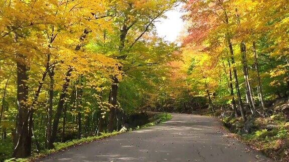  秋天和假期横穿森林美丽道路