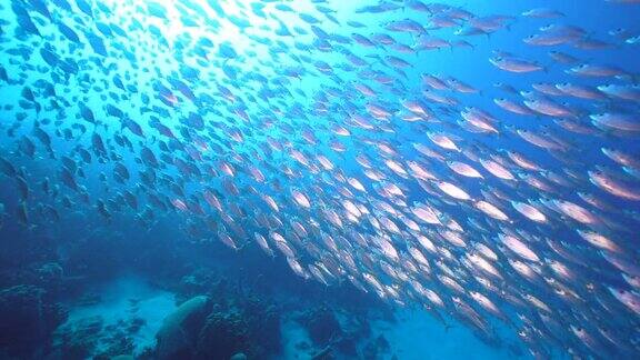 诱饵球鱼群在加勒比海库拉索岛的珊瑚礁的绿松石水
