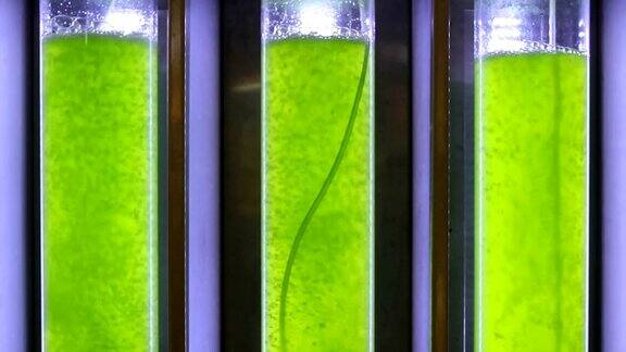 无缝循环藻类燃料生物燃料工业实验室的光生物反应器