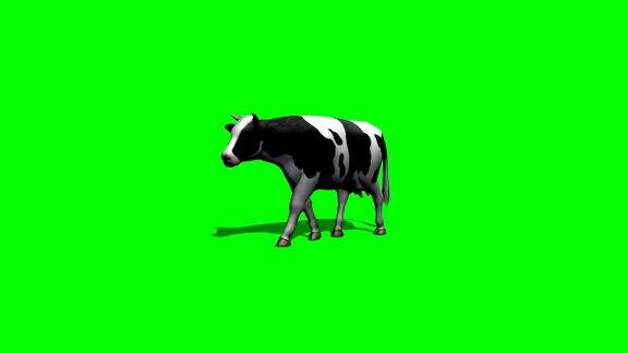 奶牛走到镜头前在绿幕前