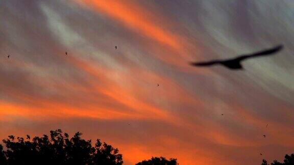 慢镜头划过天空背景上的粉红云飞翔的海鸥