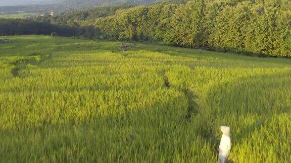年轻女子穿着傲戴站在越南稻田