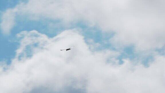 白尾鹰在夏天的天空中飞翔欧洲