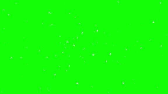 彩色键上的4K鸟群-可循环-绿色屏幕