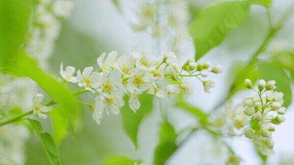春天花鸟樱枝蔷薇科的开花植物缓慢的运动