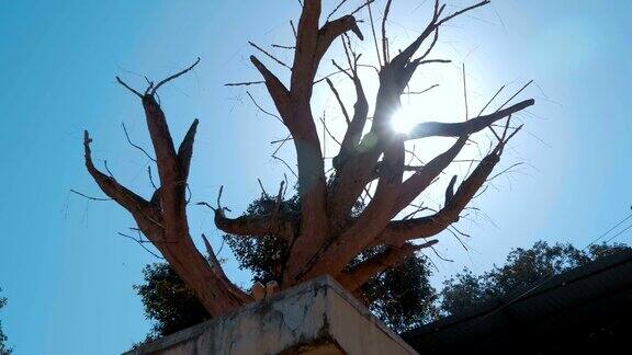 印度普什卡尔市圣湖普什卡尔岸边的一棵枯树