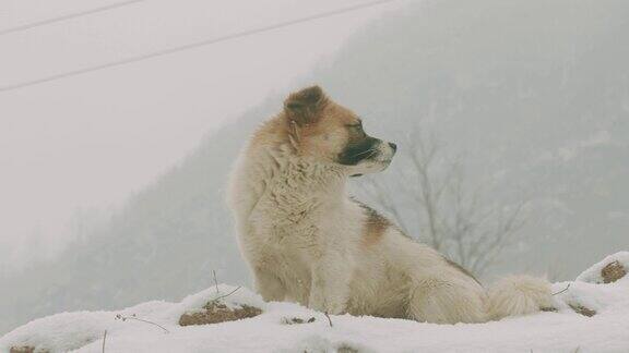 狗在雪地