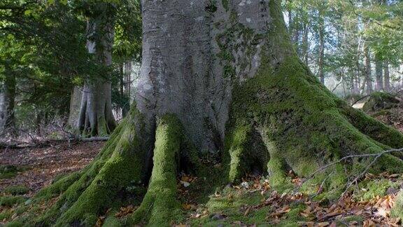 倾斜向上看老树在秋天的森林北爱尔兰