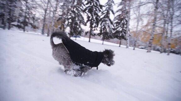 爱玩的狗享受雪