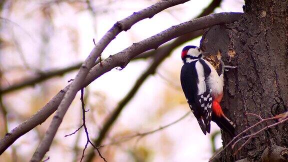 啄木鸟在树干上打击树木寻找害虫