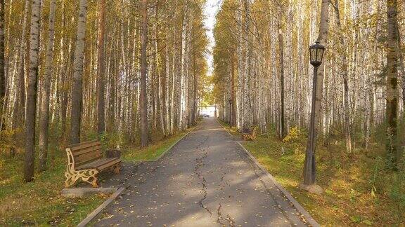 秋日白桦林中的空旷大道黄叶从树上落下