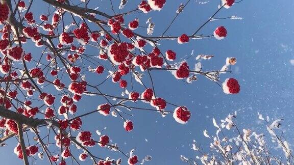冬天的花楸树