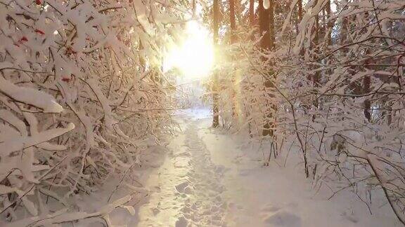 西伯利亚冬天的森林下的雪