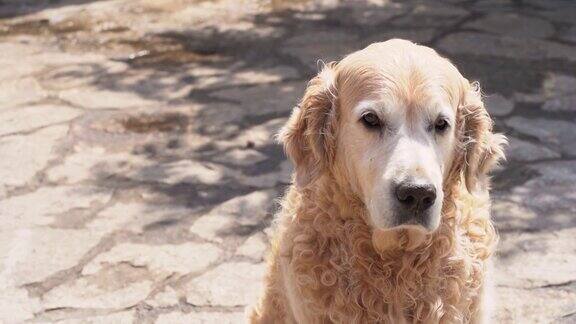 一只拉布拉多寻回犬坐在一块石头上眺望远方受欢迎的狗品种在暑假