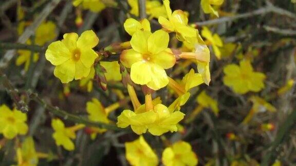 日本2月野黄花在风中摇曳